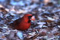 Cardinal