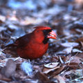 Cardinal