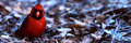 Cardinal