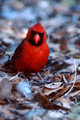 Cardinal