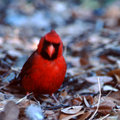Cardinal