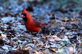 Cardinal