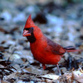Cardinal