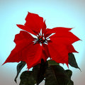 Poinsettia