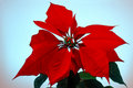 Poinsettia