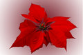 Poinsettia