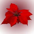 Poinsettia