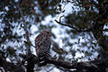 Short-tail Hawk 