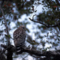Short-tail Hawk 