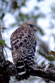 Short-tail Hawk