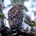 Short-tail Hawk