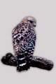 Short-tail Hawk