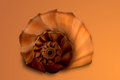 Whelk Left Turn