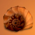 Whelk Left Turn