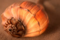 Whelk Left Turn