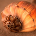 Whelk Left Turn