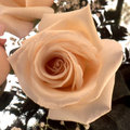 Rose in a Bouquet