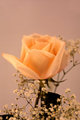 Salmon Rose