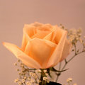 Salmon Rose