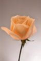 Salmon Rose