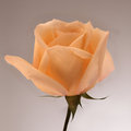 Salmon Rose 