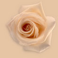 Salmon Rose