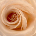 Salmon Rose