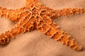Starfish
