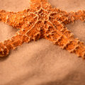 Starfish