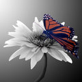 Monarch