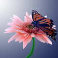 Monarch