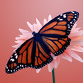 Monarch