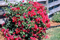 Bougainvillea