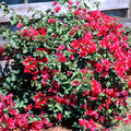 Bougainvillea