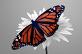 Monarch