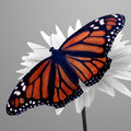 Monarch