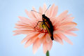Monarch