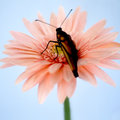 Monarch