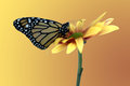 Monarch