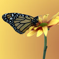 Monarch