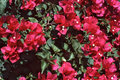 Bougainvillea