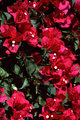Bougainvillea