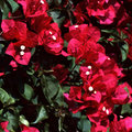 Bougainvillea