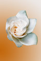 Gardenia