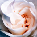Gardenia
