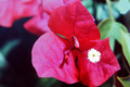 Bougainvillea Blossom