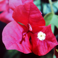 Bougainvillea Blossom