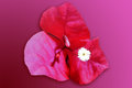 Bougainvillea Blossom