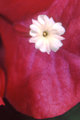 Bougainvillea Blossom