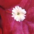Bougainvillea Blossom